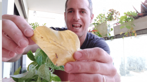 איך מטפלים בצמחים חולים עם כנימות