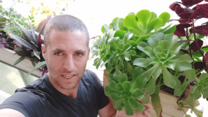 צמחים למרפסת צפונית בלי שמש ישירה