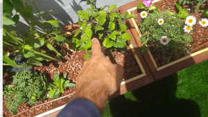 צמחים מתאימים למרפסת שמש מערבית