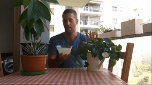 דישון במים של פסטה