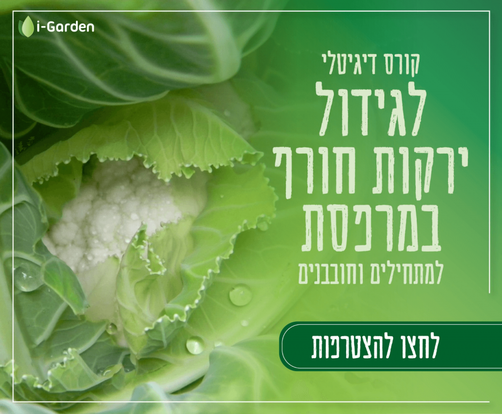 קורס גידול ירקות חורף