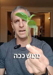 גבעול בזיליקום מוכן לשימוש