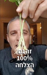 השרשת גבעולי בזיליקום
