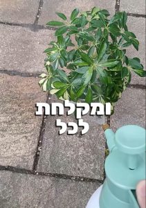 מקלחת לכל חלקי הצמח