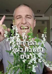 אנגלוניה רב שנתית