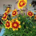 קוראופסיס רב שנתי פורח לשמש מלאה