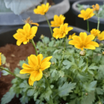 3 טיפים פשוטים לחיזוק והארכת משך הפריחה