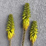 אלוורה רפואית (אלוי אמיתי) הצמח המושלם לעצלנים