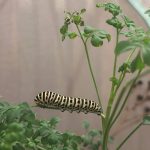 גדלו פיגם בגינה או באדניות במרפסת (רוטה / רודה / שדאב)