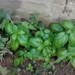 מה עושים עם התפרחת של שיח הבזיליקום?