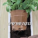 האם אתם שותלים נענע עם צמחים נוספים באותה אדנית?