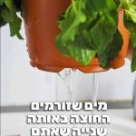 הדרך המהירה והבטוחה להחזיר לחיים צמח שהתייבש