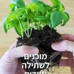 כיצד לייצר המון שתילוני בזיליקום חדשים מוכנים לשתילה מיידית ולחסוך מלא כסף?