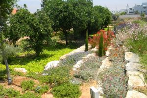 תכנון גינות רב שנתיות בשטחים גדולים